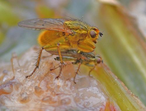 Réf. 340 228 : Scathophaga stercoraria